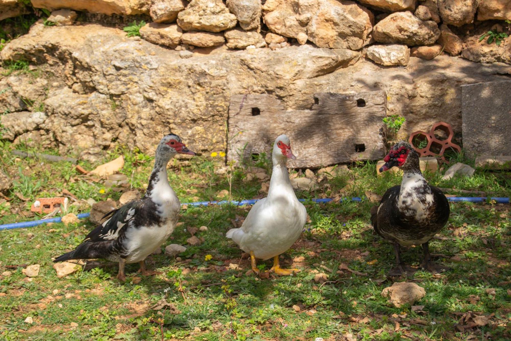 Agroturismo Rural Can Prats Santa Eularia des Riu Buitenkant foto