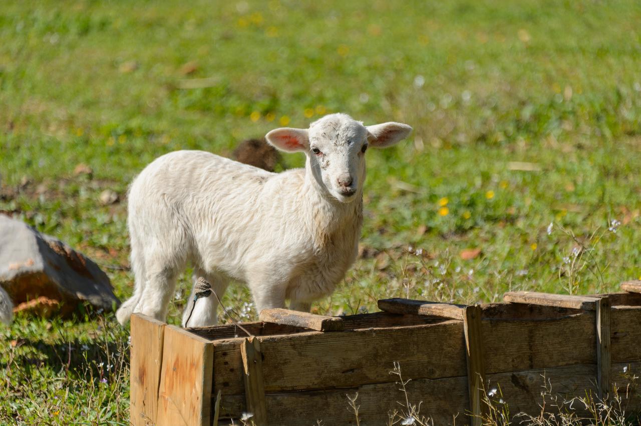 Agroturismo Rural Can Prats Santa Eularia des Riu Buitenkant foto